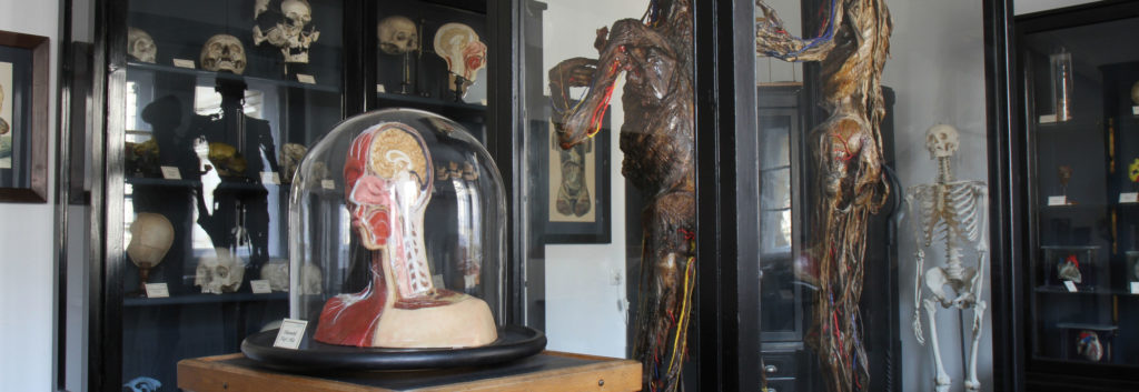 Blick in die Historische Sammlung der Anatomie mit Modell und zwei Ganzkörperpräparaten (Bild: Georg Pöhlein)